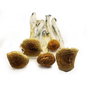 how can i get Mexicana Mushrooms online USA, how can i buy Mexicana Mushrooms near me, best place to order Mexicana Mushrooms online Delaware