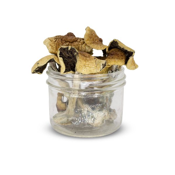 Buy Golden Teacher mushrooms online USA