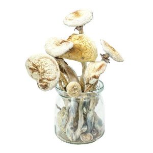 Buy Cambodian Gold USA, where can i buy Cambodian Gold online Arkansas, where to get Cambodian Gold mushrooms Delaware