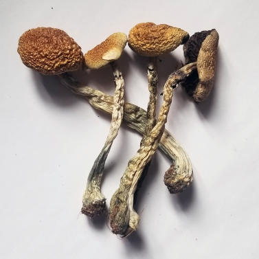 where can i buy Wollygong Mushrooms online USA, Wollygong Mushrooms for sale Arkansas, buy Wollygong Mushrooms in Connecticut