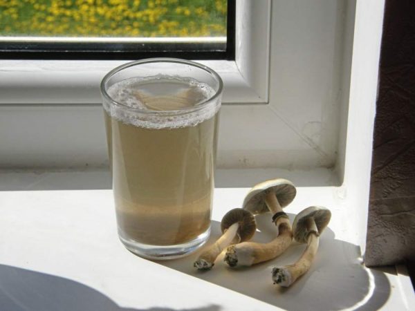 buy magic mushroom tea