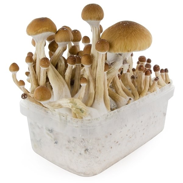 Buy Magic Mushroom Grow Kit Golden Teacher