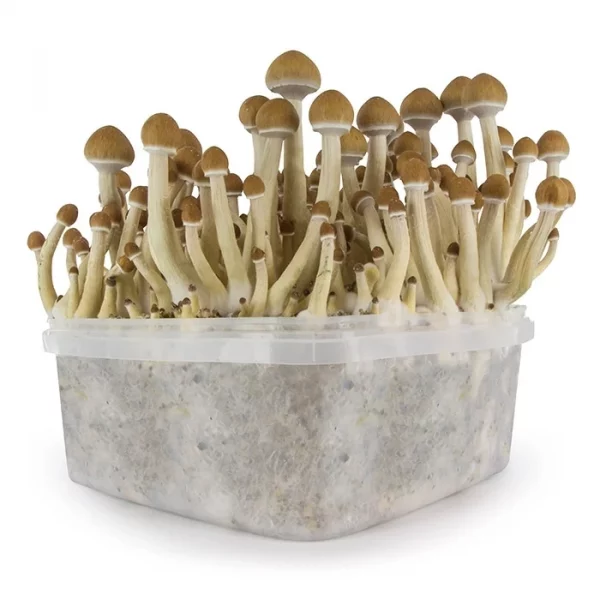 Buy Magic Mushroom Grow Kit Golden Teacher