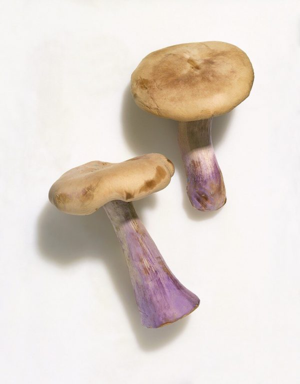 blue foot mushrooms USA